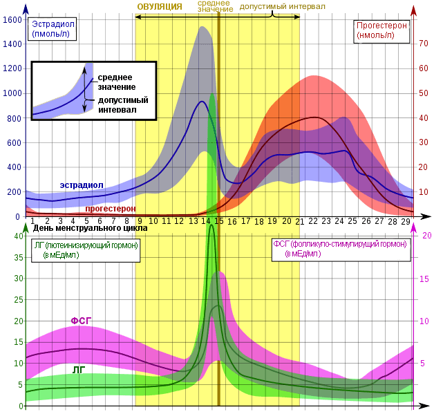 График присутствия женских половых гормонов (ФСГ (FSH), ЛГ (LH), эстрадиол (estradiol), прогестерон (progesterone)) в крови на протяжении менструального цикла.